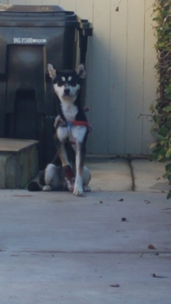 Safe Dog in Norwalk, CA