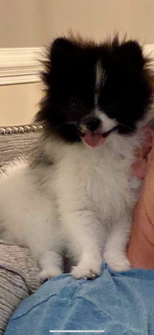 Safe Pomeranian in Grandville, MI