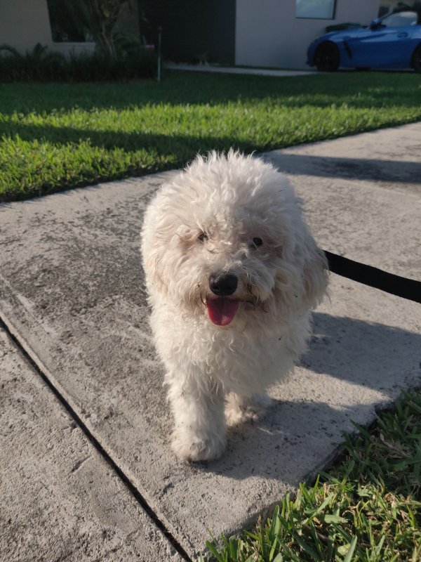 Found Poodle in Miami, Florida