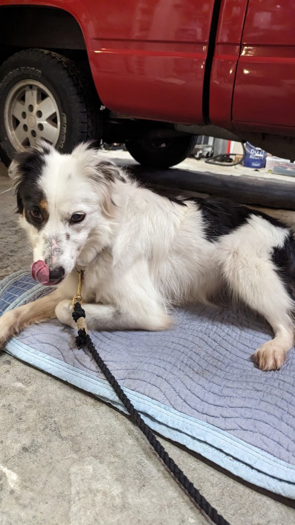 Safe Mutt in Bothell, WA