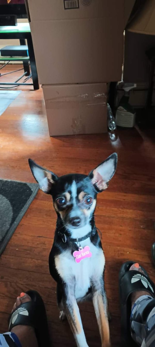 Lost Chihuahua in Pennsylvania