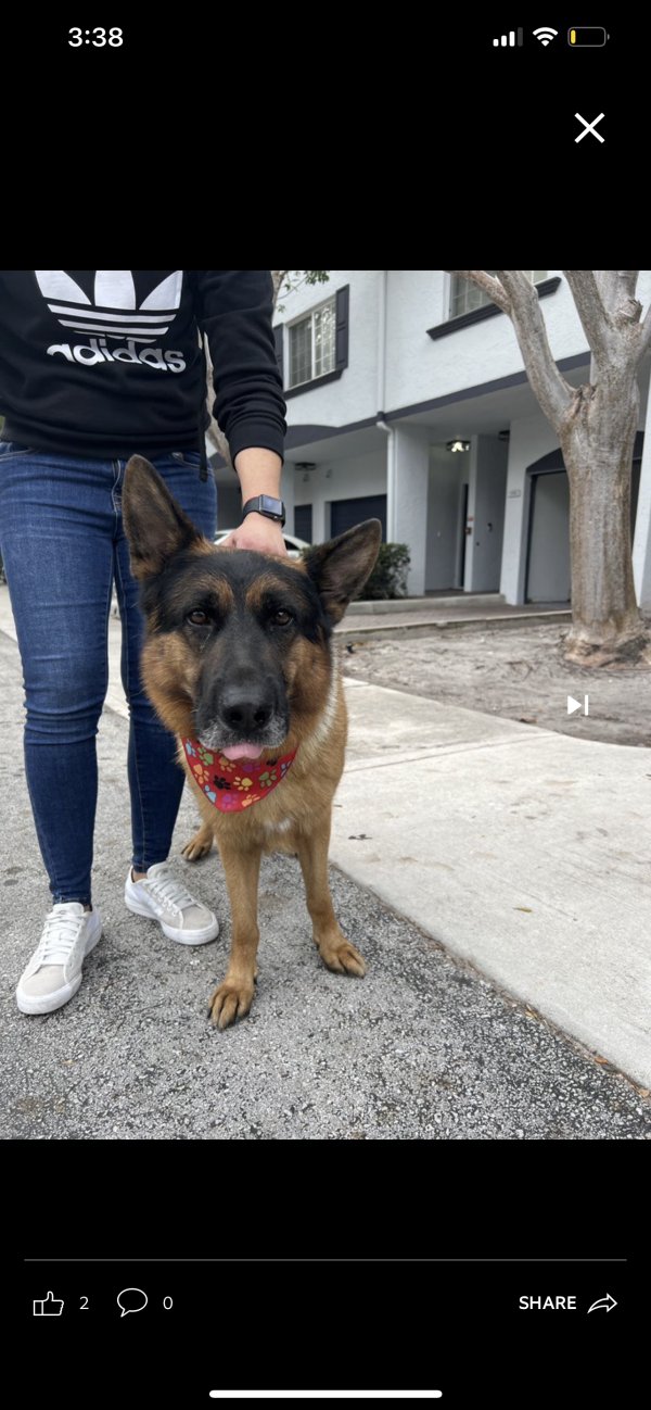 Found German Shepherd Dog in Fort Lauderdale, Florida