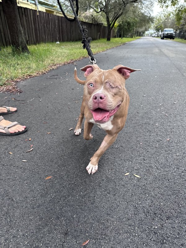 Found Pit Bull in Hollywood, Florida