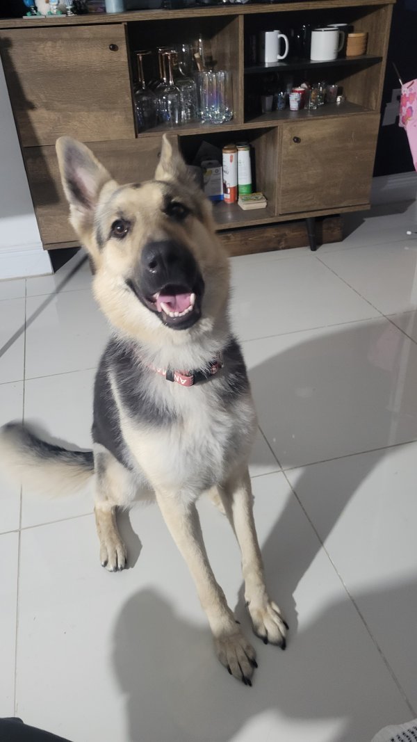 Safe German Shepherd Dog in Miami, FL