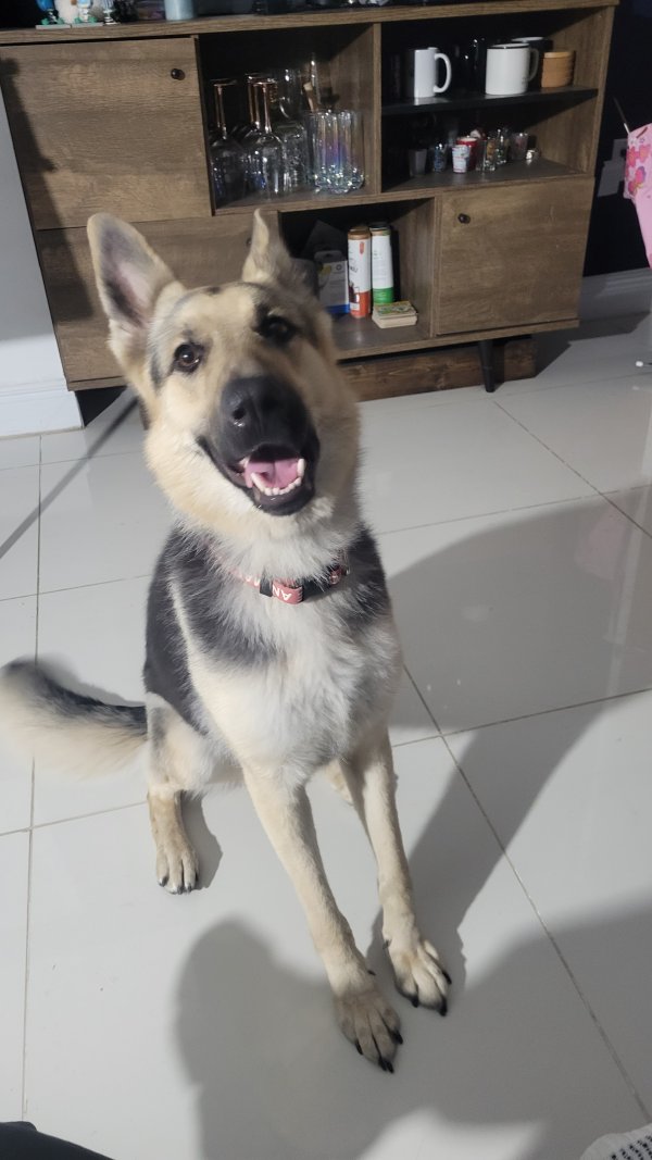 Found German Shepherd Dog in Miami, Florida