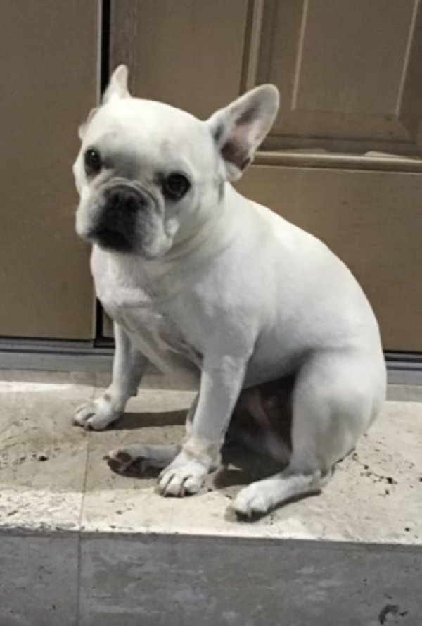 Lost French Bulldog in Miami, FL