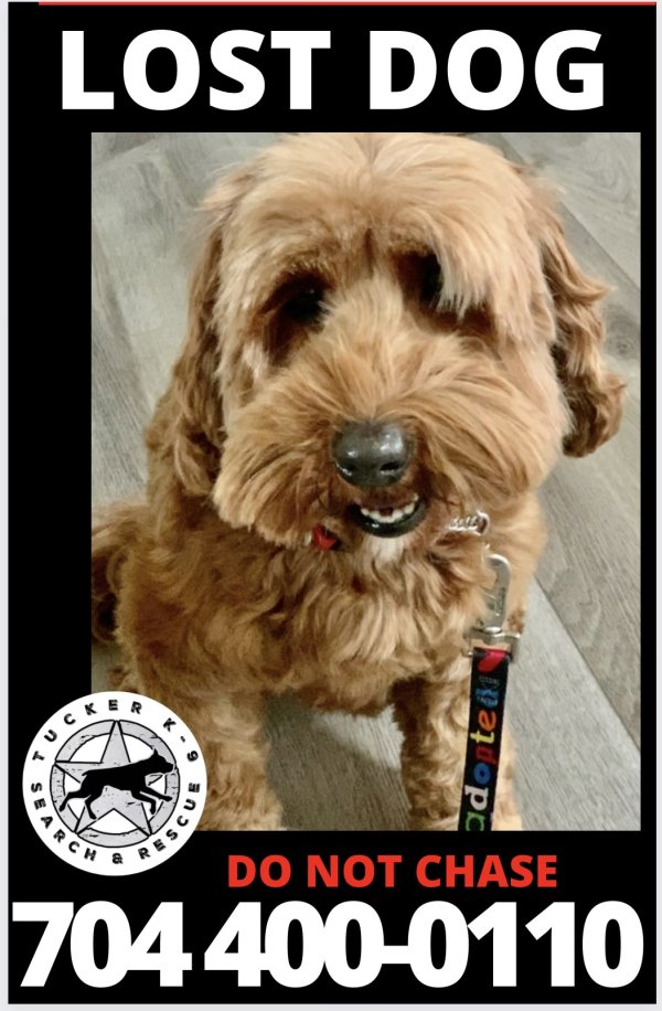 Safe Poodle in Charlotte, NC