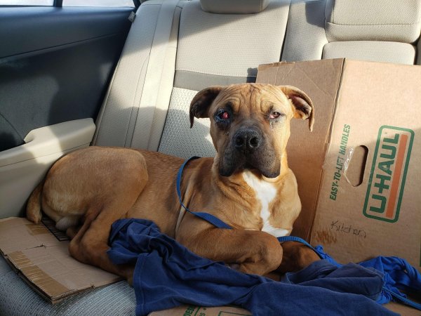 Safe Mutt in Dayton, OH