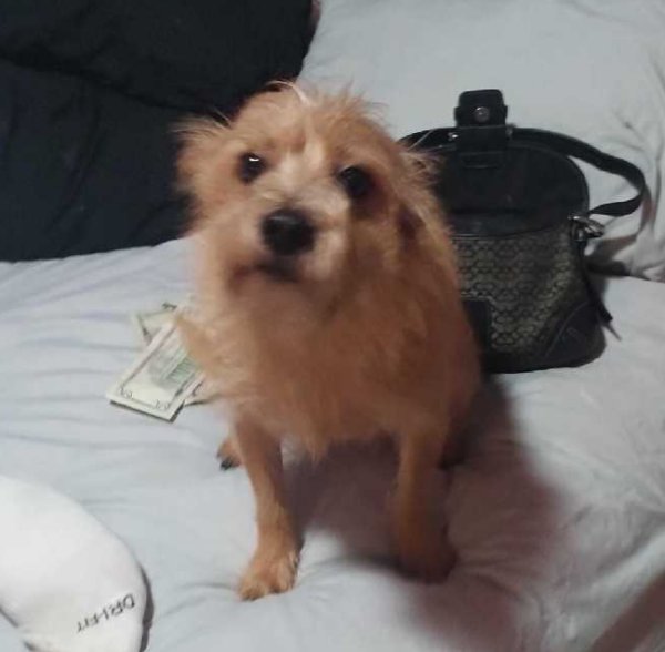 Safe Cairn Terrier in Phoenix, AZ