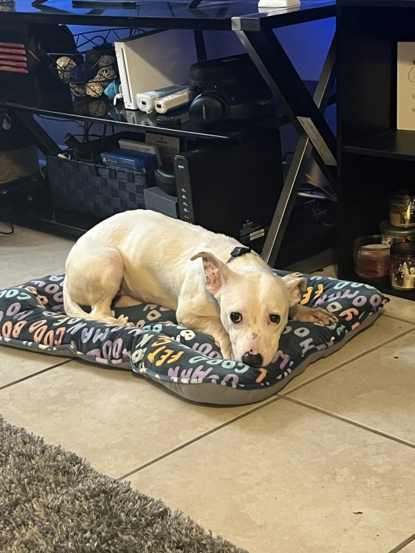 Safe Mutt in Quincy, FL