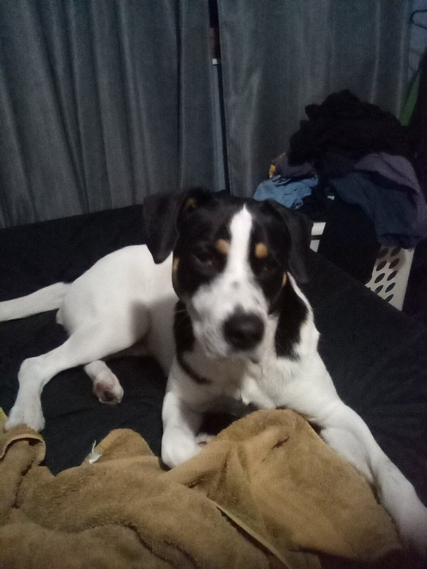 Safe Mutt in Clearwater, FL