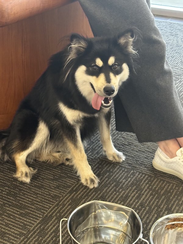 Safe Siberian Husky in Charlotte, NC