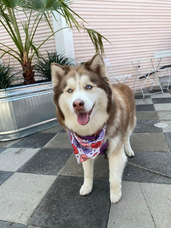 Safe Siberian Husky in San Antonio, TX