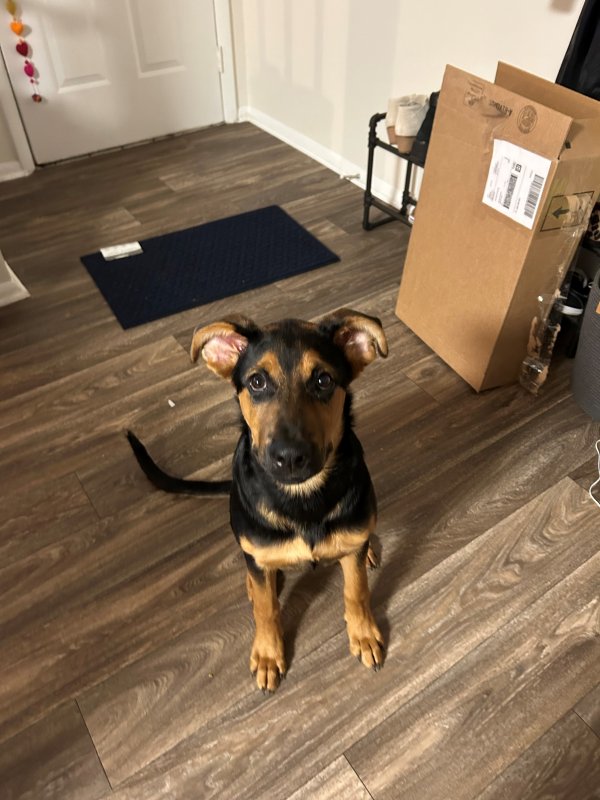Safe German Shepherd Dog in Charlotte, NC