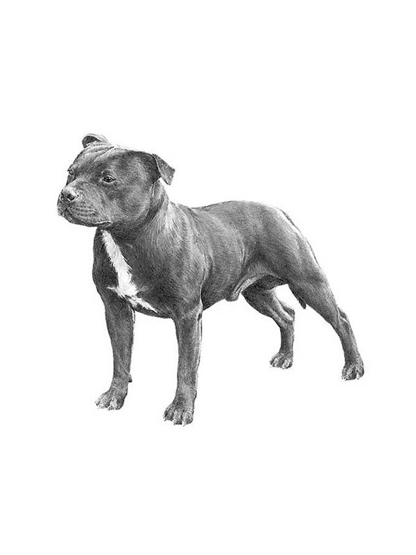 Lost Staffordshire Bull Terrier in Texas