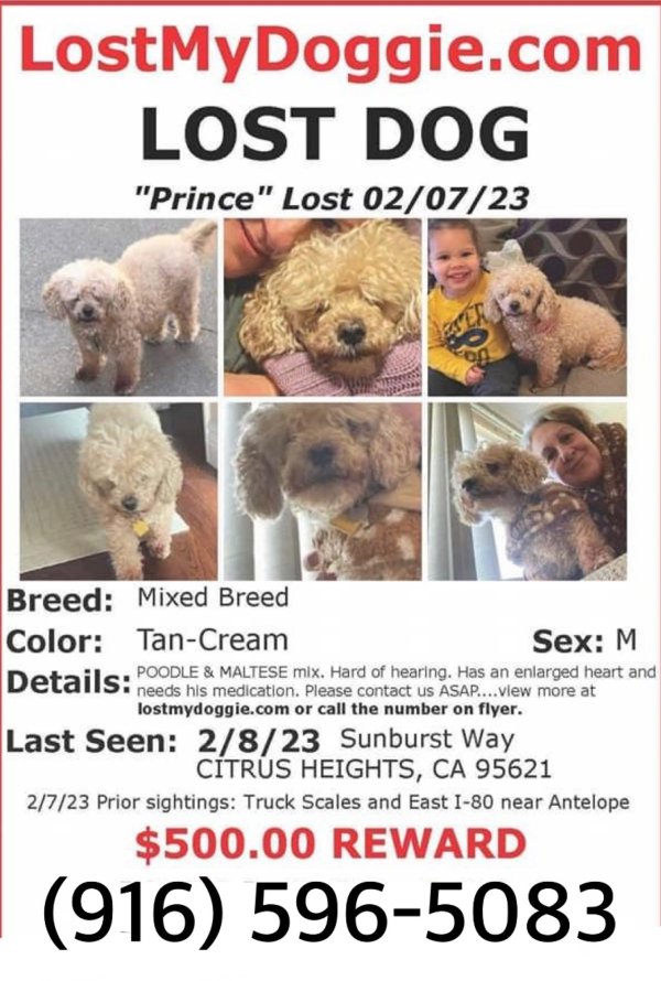 Lost Poodle Dog Prince in Sacramento, CA (95842) - Fido Finder