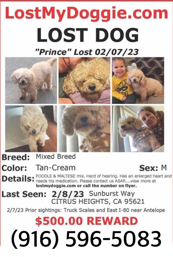 Lost Poodle in Sacramento, CA