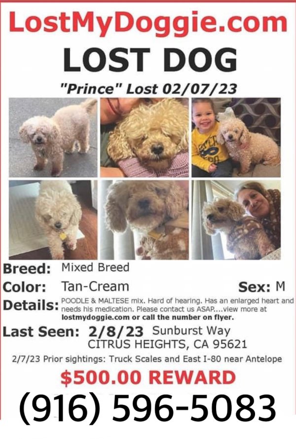 Safe Poodle in Sacramento, CA