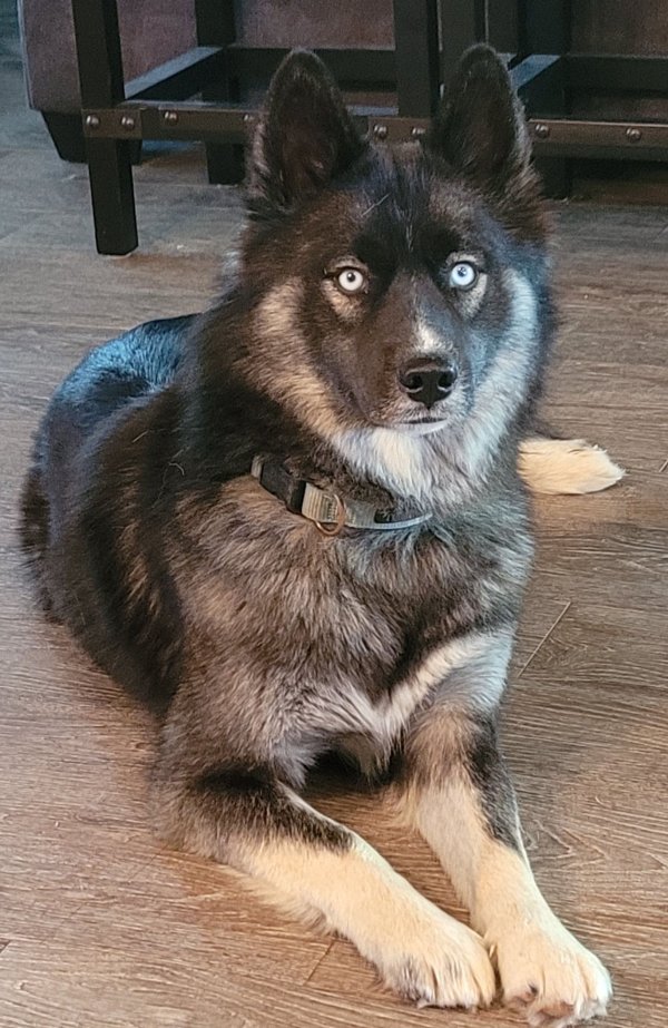 Safe Siberian Husky in Rogers, TX