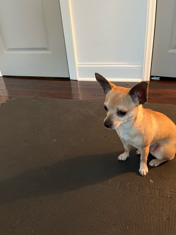Safe Chihuahua in Charlotte, NC