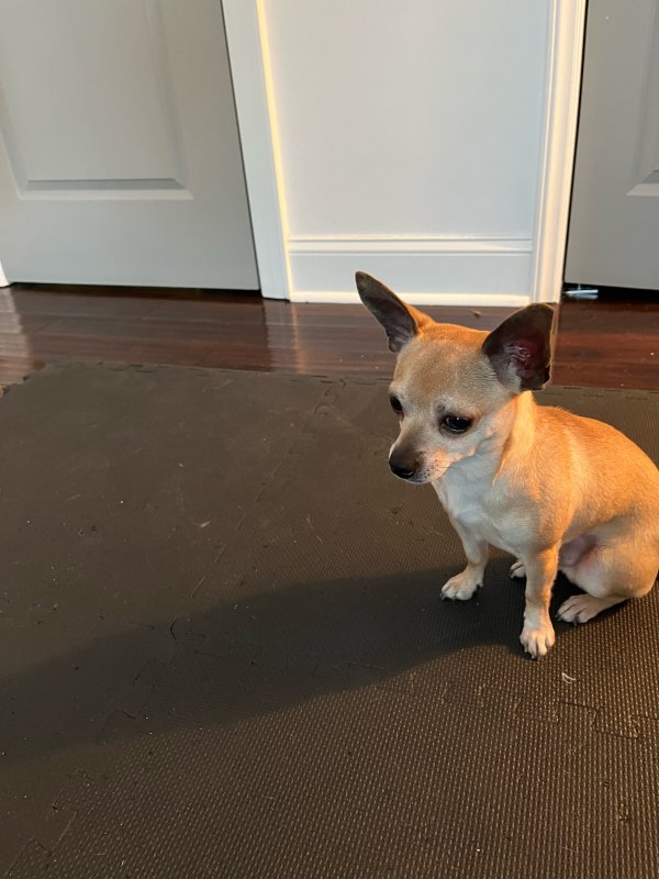 Found Chihuahua in Charlotte, North Carolina