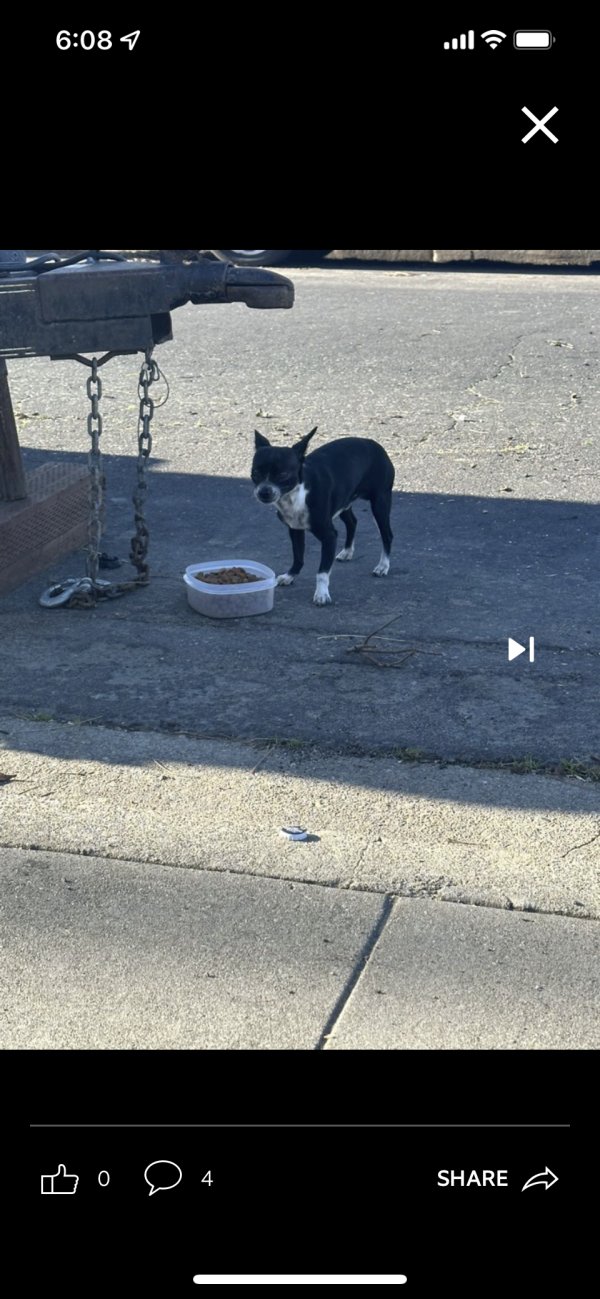 Safe Chihuahua in Pittsburg, CA