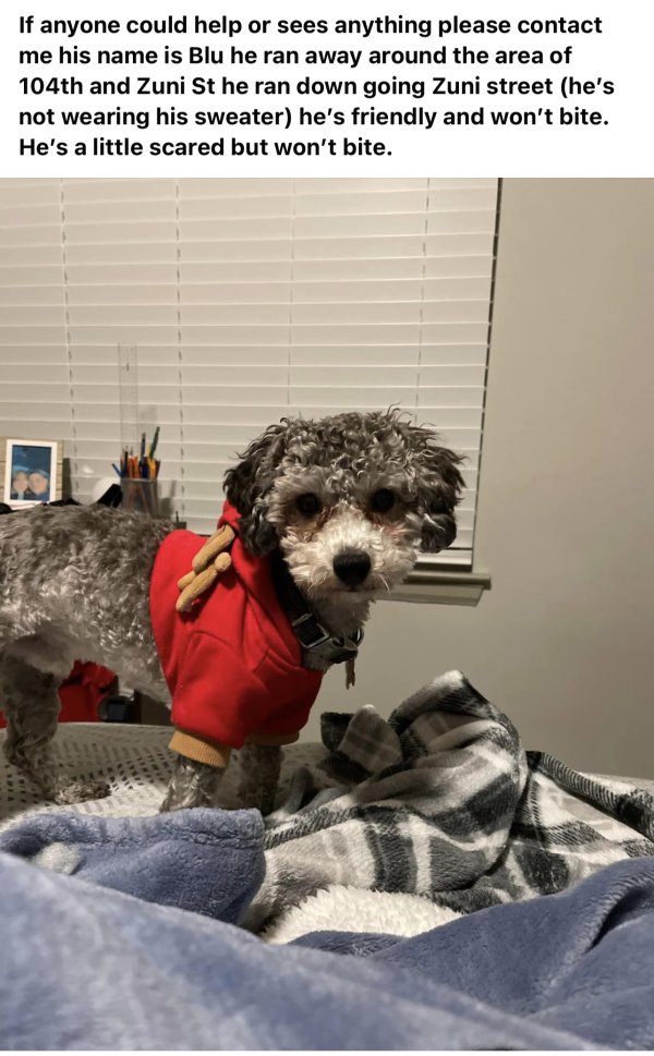 Lost Poodle in Denver, CO
