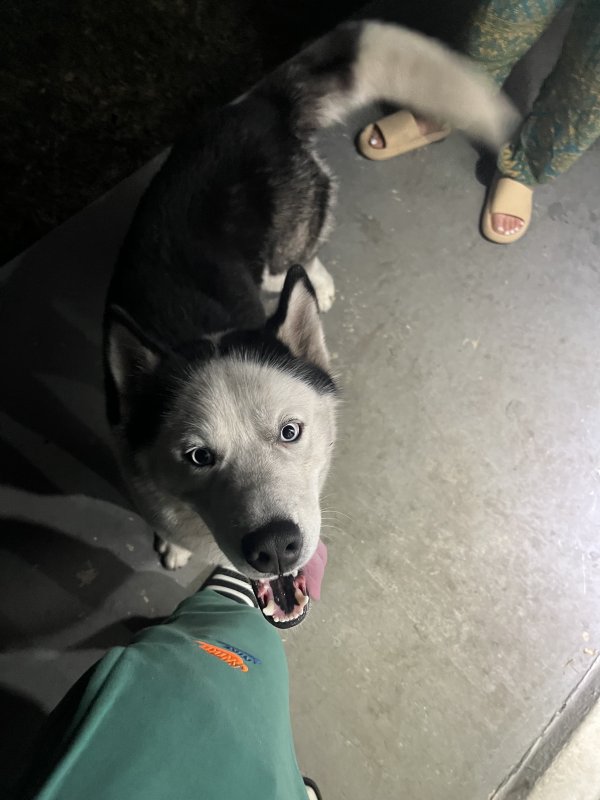 Safe Siberian Husky in Miami, FL