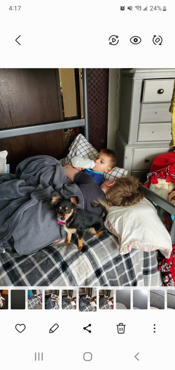 Stolen Chihuahua in Commerce City, CO