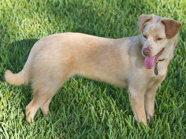 Safe Labrador Retriever in Miami, FL