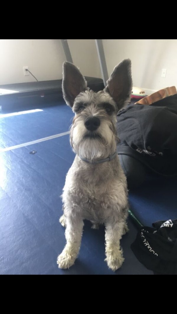 Safe Miniature Schnauzer in Houston, TX