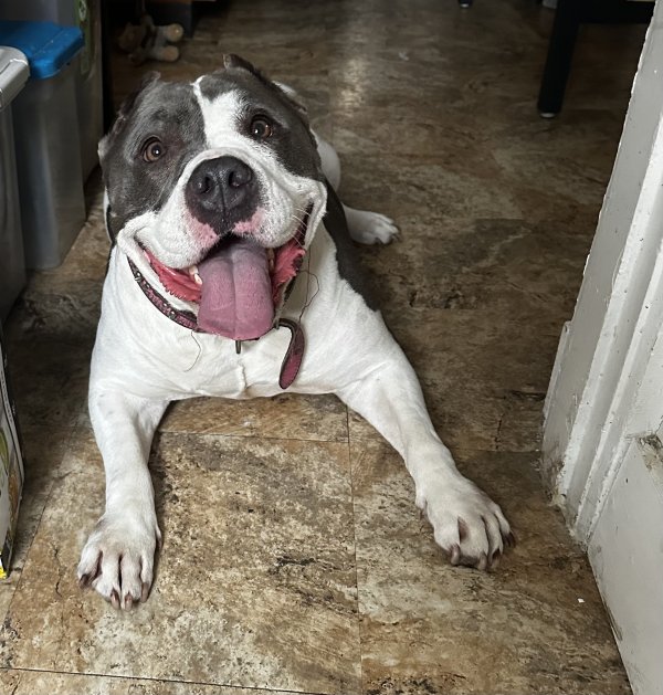 Safe American Bulldog in Dayton, OH