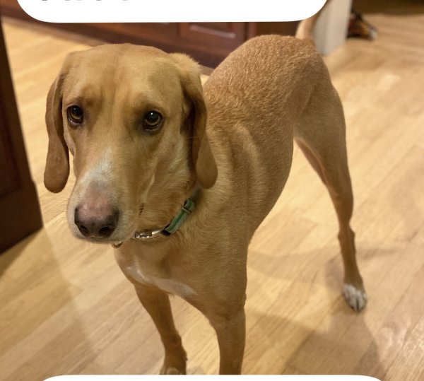 Safe American Foxhound in Auburn, MA