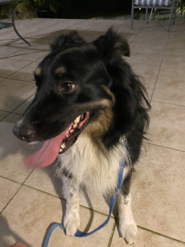 Safe Australian Shepherd in Port Saint Lucie, FL