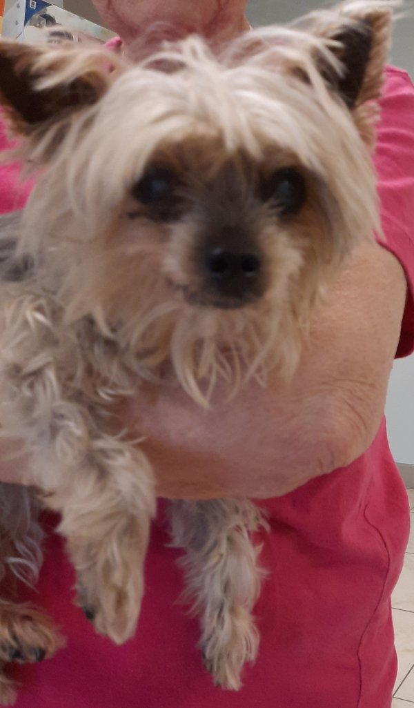 Safe Yorkshire Terrier in Port Saint Lucie, FL