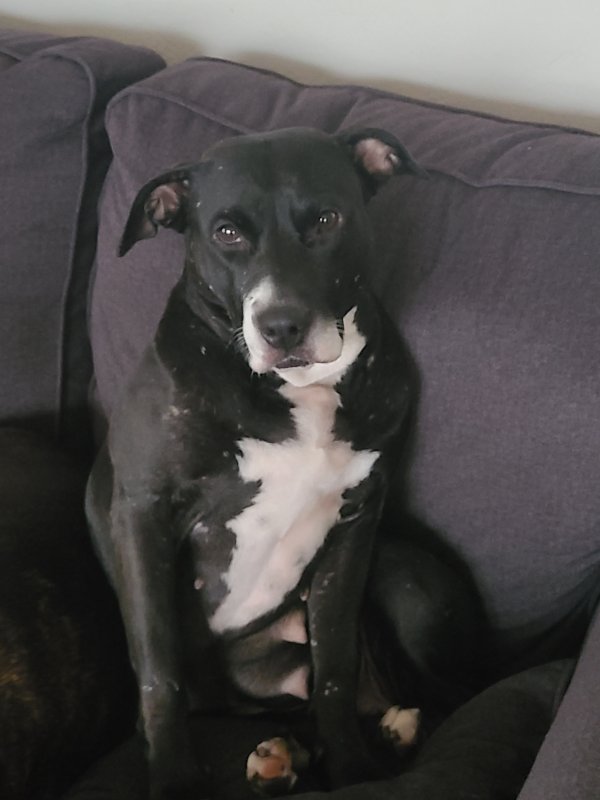 Safe American Staffordshire Terrier in Saint Petersburg, FL
