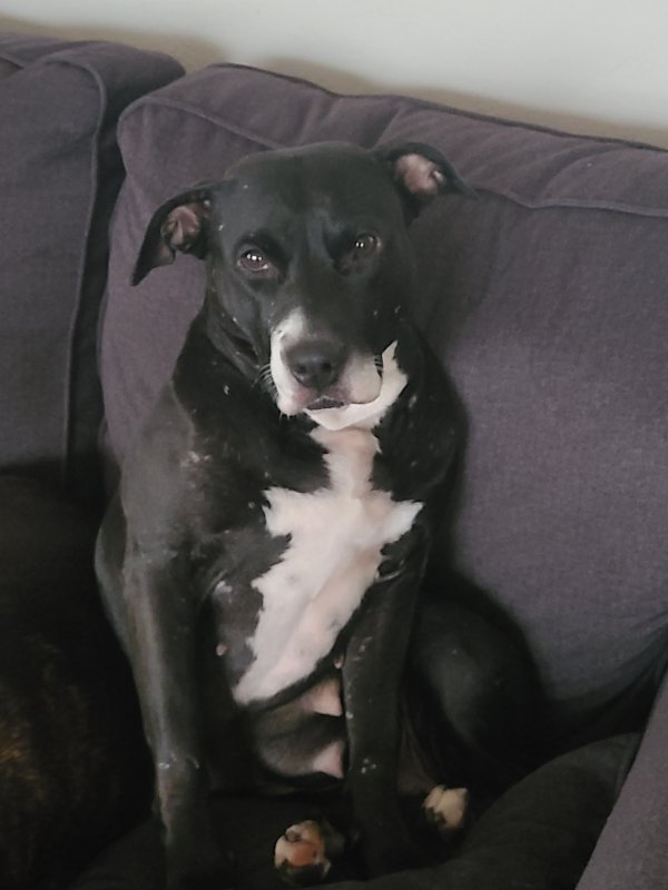 Lost American Staffordshire Terrier in Florida