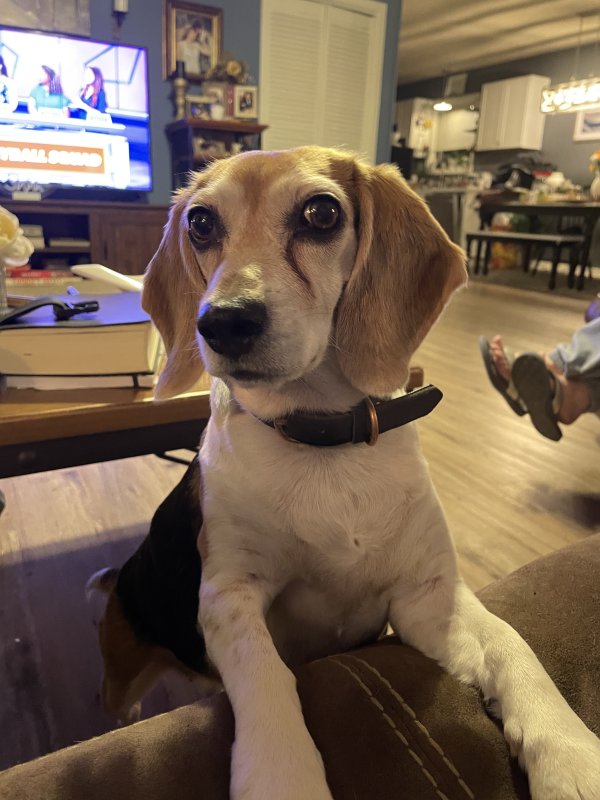 Lost Beagle in Heber Springs, AR