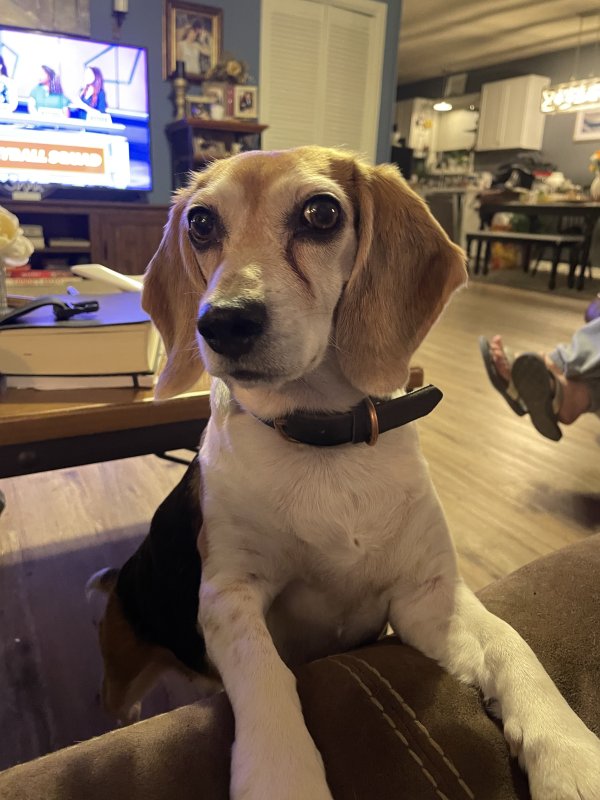 Safe Beagle in Heber Springs, AR