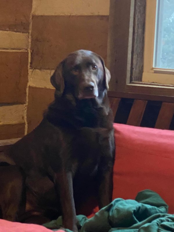 Lost Labrador Retriever 