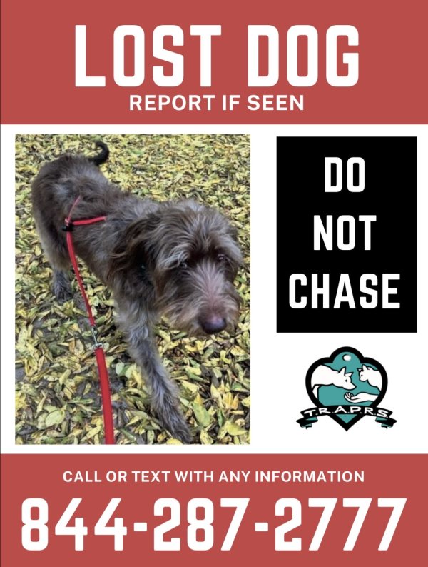 Lost Labrador Retriever in Texas