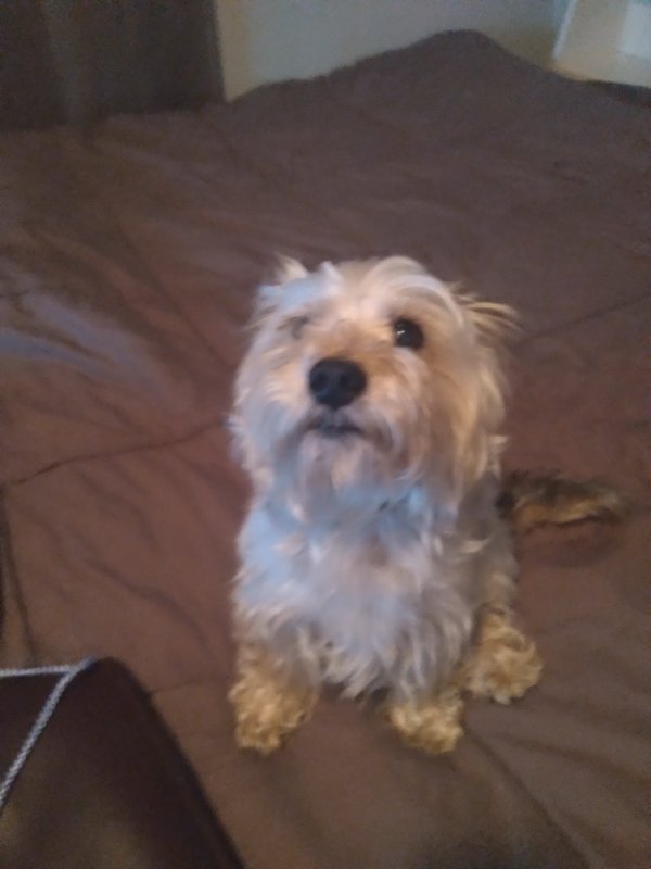 Found Yorkshire Terrier in Fort Washington, MD