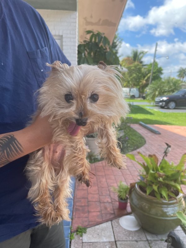 Found Yorkshire Terrier in Fort Lauderdale, Florida