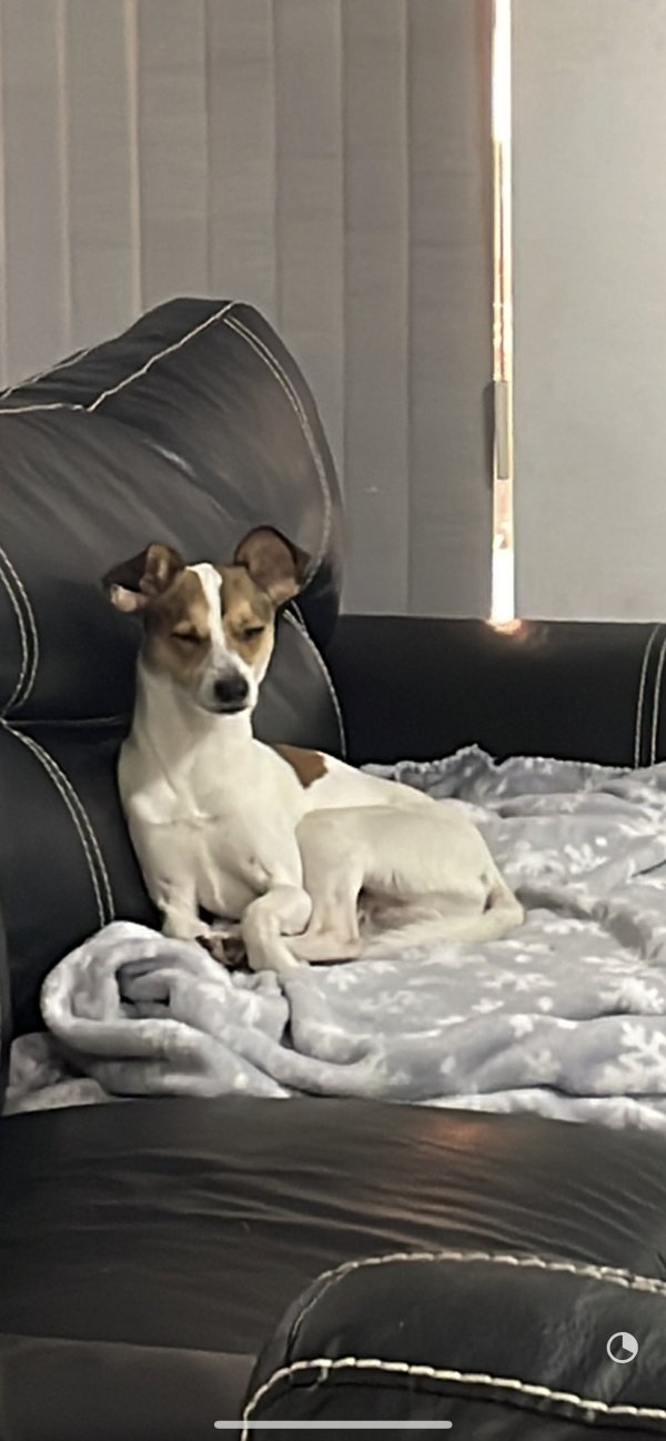 Safe Dog in Homestead, FL