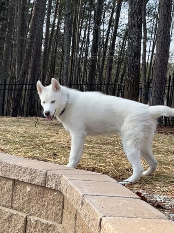 Found clearance white husky