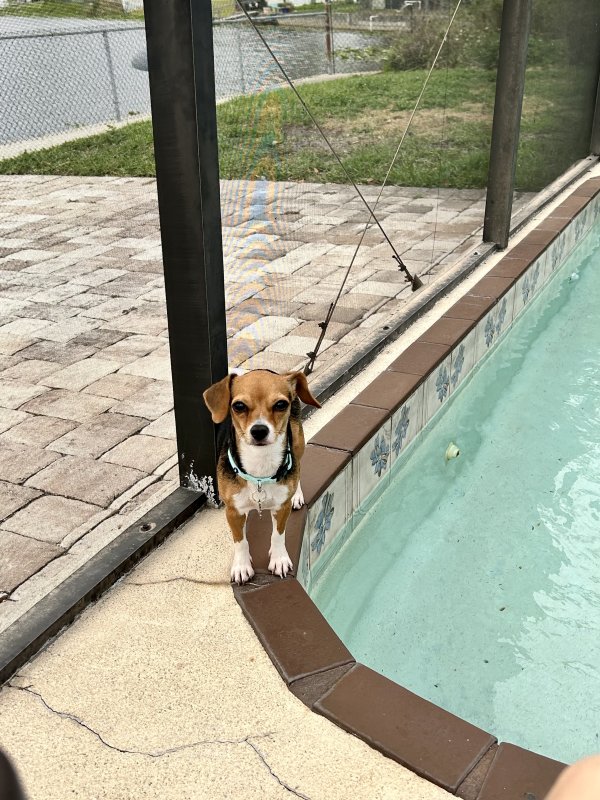 Safe Beagle in New Port Richey, FL