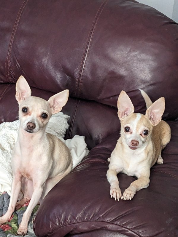 Safe Chihuahua in San Antonio, TX