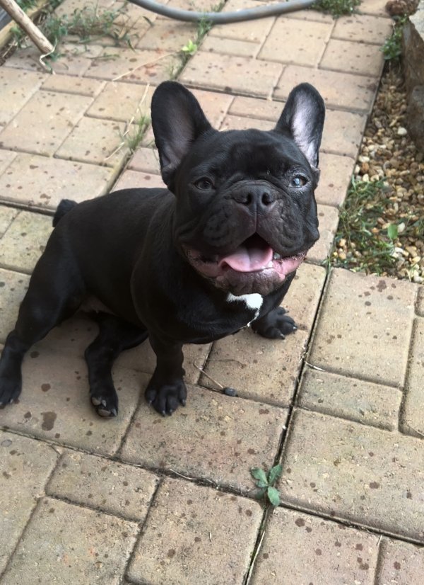 Safe French Bulldog in Lawrenceville, GA