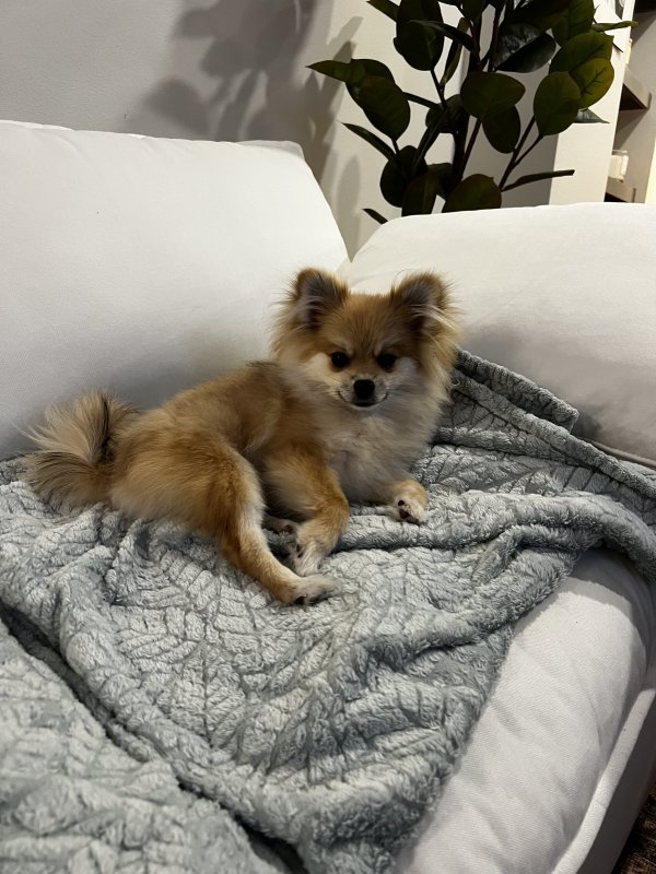 Safe Pomeranian in Plano, TX