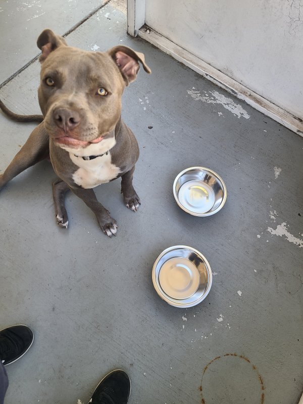 Found American Staffordshire Terrier in Miami, Florida